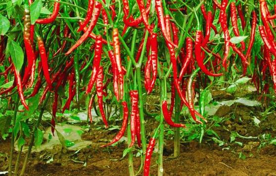 吃辣椒可以減肥嗎 辣椒的神奇功效