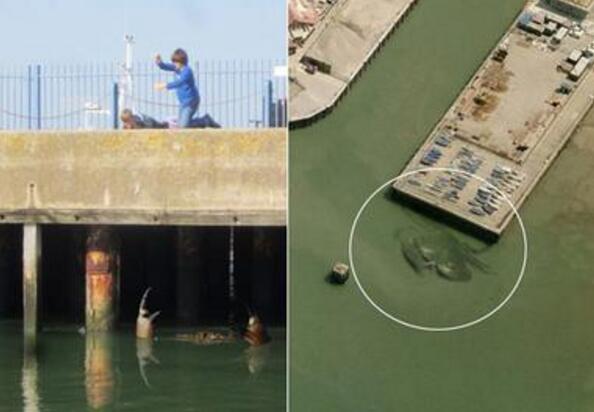 世界上最大的螃蟹,巨型殺人蟹蜘蛛蟹重40斤!