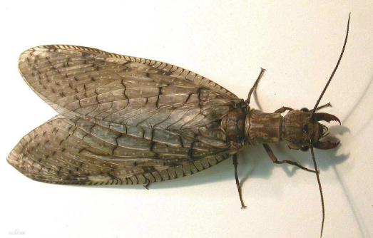 世界上最大的蜻蜓,蛇蜻蜓比巴掌還要大!