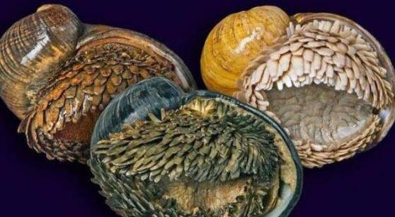 世界上最堅硬的蝸牛,鱗角腹足蝸牛子彈都無法打穿!