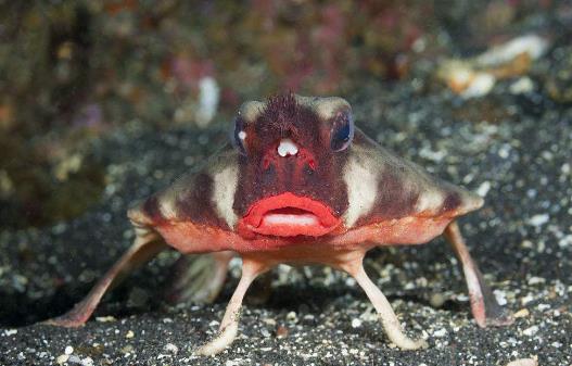 紅唇蝙蝠魚(yú)3.jpg