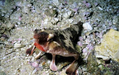 紅唇蝙蝠魚(yú)4.jpg