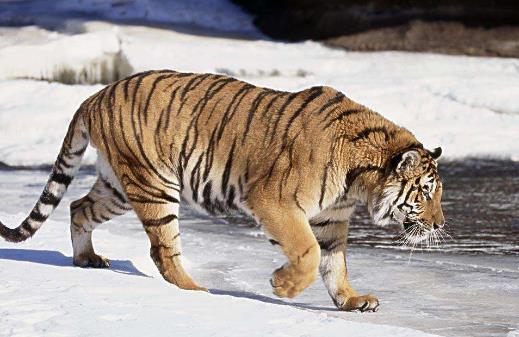 西伯利亞虎.jpg