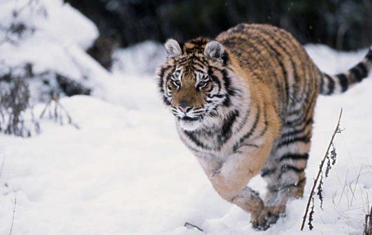 西伯利亞虎3.jpg