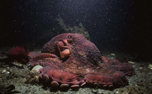 北太平洋巨型章魚3.jpg
