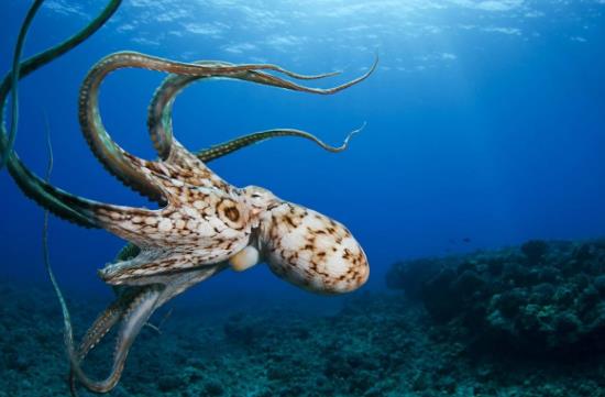北太平洋巨型章魚.jpg