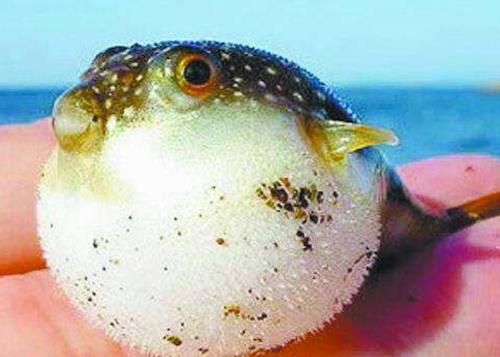 世界上最昂貴的毒素,河豚毒素69萬元一克價值很高