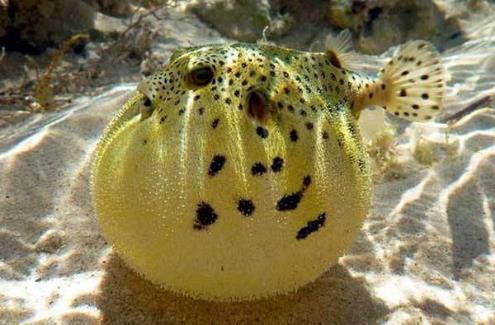 世界上最昂貴的毒素,河豚毒素69萬元一克價值很高