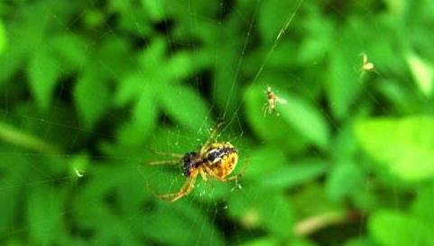 世界上最小的蜘蛛,0.43毫米的施展蜘蛛還沒句號大