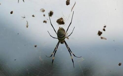 世界上最小的蜘蛛,0.43毫米的施展蜘蛛還沒句號大