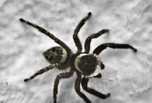 世界上最小的蜘蛛,0.43毫米的施展蜘蛛還沒句號大