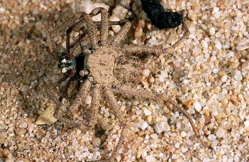 世界上最大的毒蜘蛛