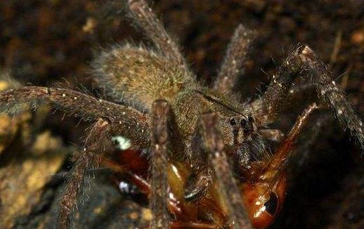 世界上最大的毒蜘蛛