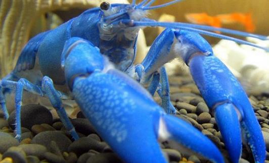 藍魔蝦