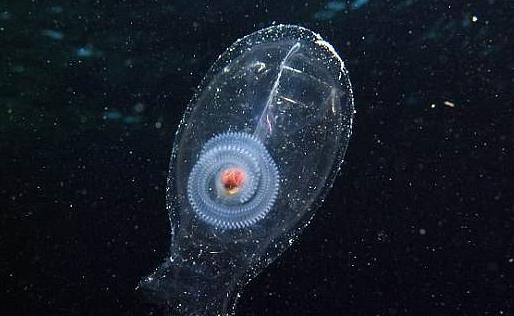 地球上最早的生物櫛水母