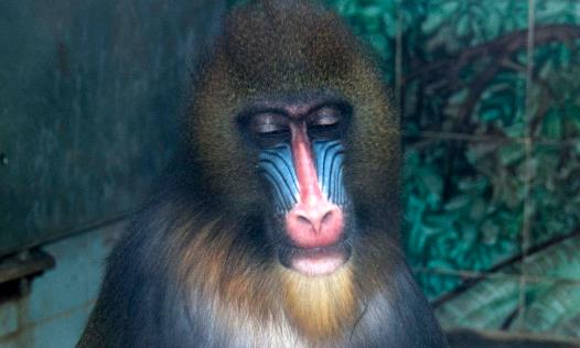 世界上最好看的猴子山魈