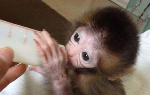 日本袖珍石猴