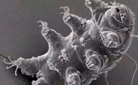 水熊蟲:唯一能在宇宙真空生存的動物