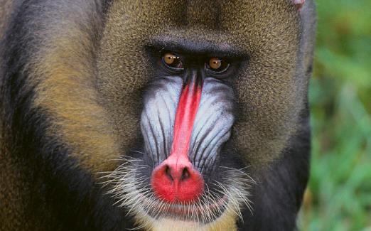 世界上最好看的猴子山魈