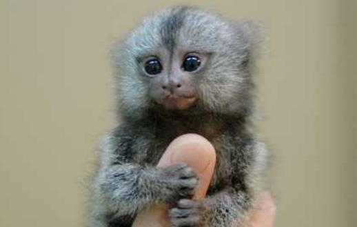 世界上最小的猴子狨猴