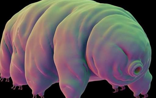 水熊蟲:唯一能在宇宙真空生存的動物