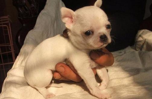 世界上最古老的最小的狗 吉娃娃