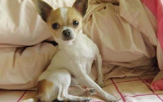 世界上最古老的最小的狗 吉娃娃