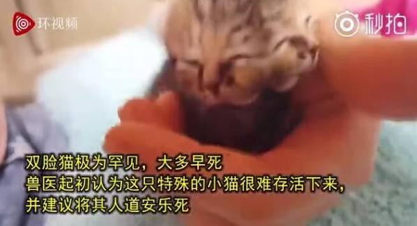南非誕生雙臉小貓 生命力頑強 主人輪流給兩張嘴喂食成長良好
