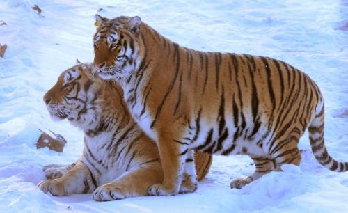 世界上最大的老虎