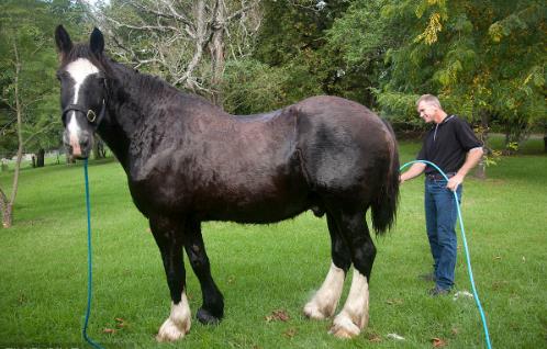 世界上最大的馬