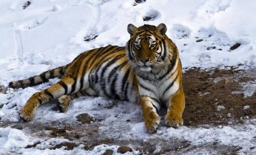 世界上最大的老虎