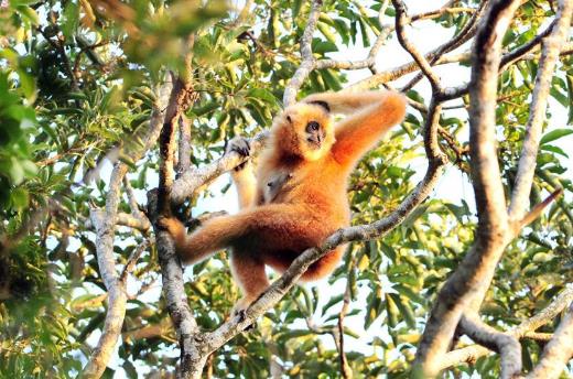 海南黑冠長臂猿:人類最孤獨的近親 世界最孤獨的長臂猿僅剩27只
