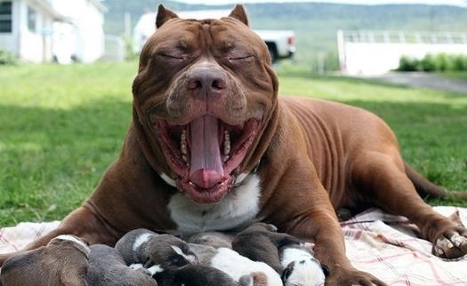 最兇猛的狗