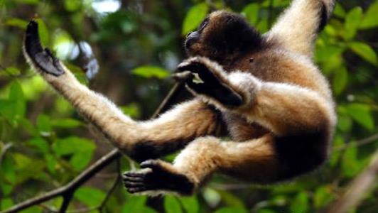 海南黑冠長臂猿:人類最孤獨的近親 世界最孤獨的長臂猿僅剩27只