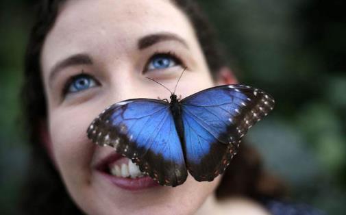 傳說中的藍默蝶