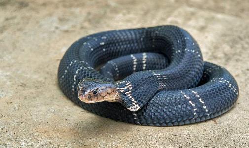 世界上壽命最長的蛇