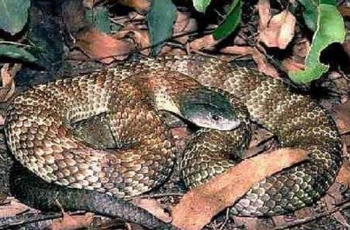 世界上壽命最長的蛇