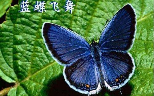 傳說中的藍默蝶