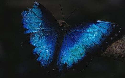 傳說中的藍默蝶