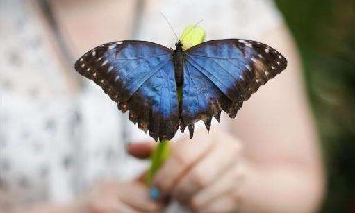 傳說中的藍默蝶