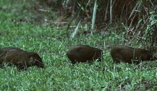 世界上最小的豬印度微型豬