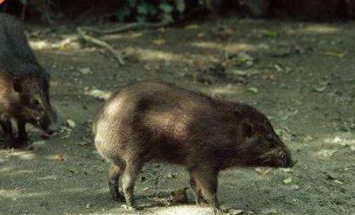 世界上最小的豬印度微型豬