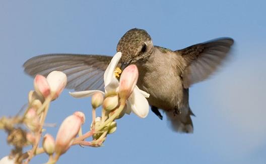 世界上最小的鳥類吸蜜蜂鳥