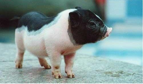 世界上最小的豬印度微型豬