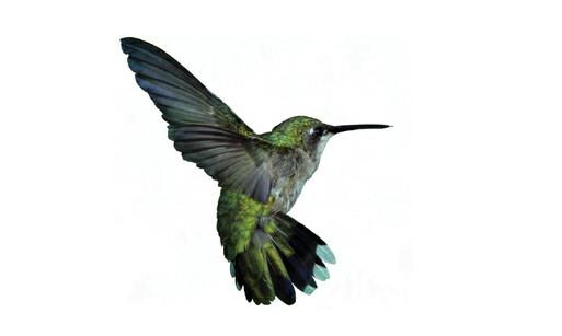 世界上最小的鳥類吸蜜蜂鳥