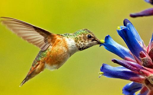 世界上最小的鳥類吸蜜蜂鳥