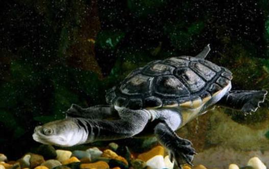 世界上脖子最長的烏龜巨蛇頸龜