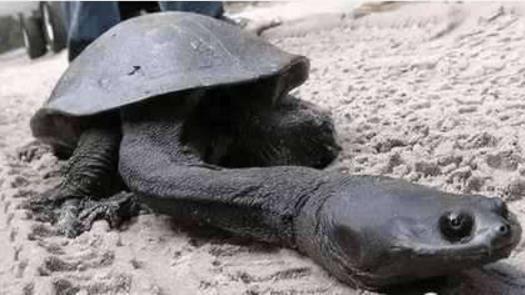 世界上脖子最長的烏龜巨蛇頸龜