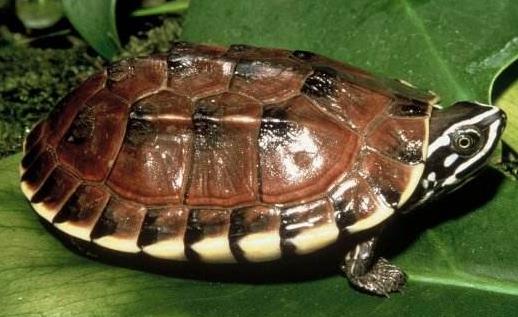 世界上最有觀賞價值的烏龜食螺龜