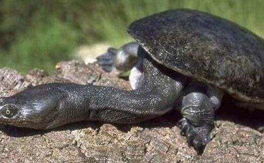 世界上脖子最長的烏龜巨蛇頸龜